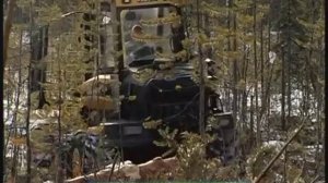 Лесозаготовка