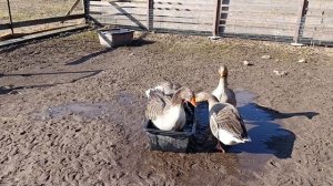 Гуси переехали в летние хоромы 🪿 + ответ на комментарий 💬 🤔 Всем веганам посвещено ☝️