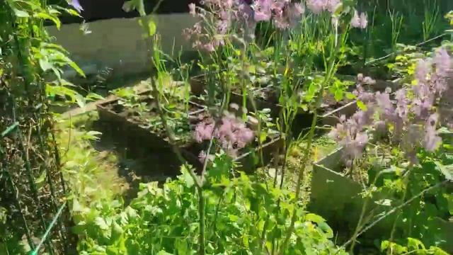 57-Дача..Розы начинают свое цветение..30.06.22.