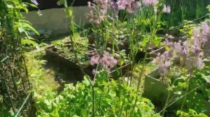 57-Дача..Розы начинают свое цветение..30.06.22.