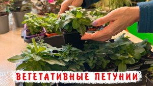 Как растут вегетативные петунии? Обрезки, прищипки, формирование!