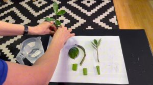 Укоренение замиокулькаса в листе алоэ. Начало эксперимента 21 .03.2026