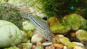 Сом коридорас Джули грызёт таблетку под музыку Чайковского