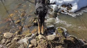 Новое блюдо, весенние зверюшки и дела житейские