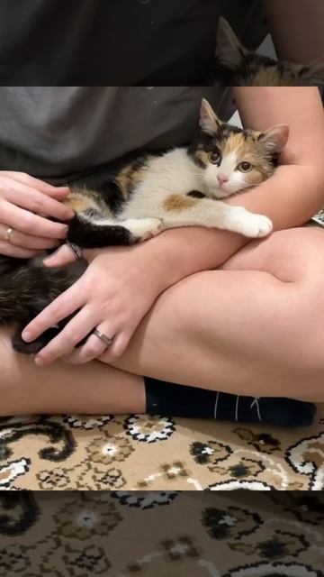 Катюше повезло — ее заметили, забрали в новый дом. Пока идёт период адаптации, но Катюша себя показы