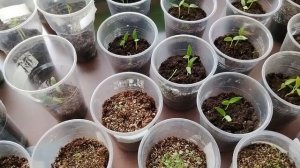 Температурный режим для рассады