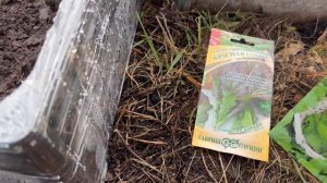 Горчица ,, Красная горка’’ И ,Прима’ на раннюю зелень.