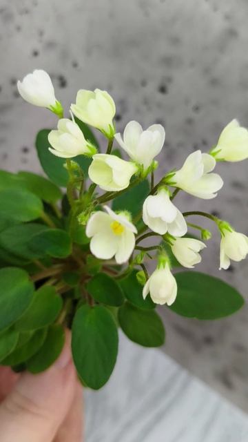 Фиалка трейлер Chantaspring