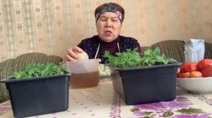 Хлеб испекла. Перец напоила.картошку сварила.