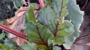 Огород в октябре. Органическое земледелие.