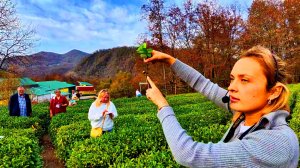 ЧАЙНАЯ ПЛАНТАЦИЯ МАЦЕСТА-ЧАЙ. ВМЕСТЕ С СЁСТРЁНКАМИ. 24 НОЯБРЯ 2025. СОЧИ.