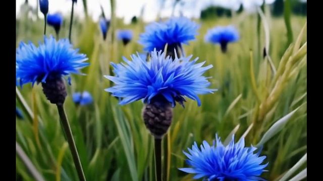 Вновь  засинеют  васильки  2