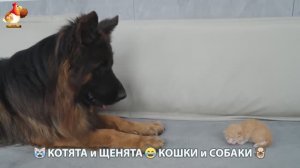 Котята и щенята 🐈🐶 Кошки и собаки 🤗 Про животных (2)