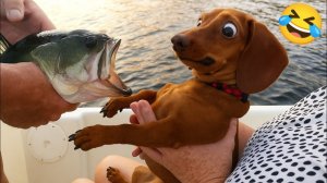 ЛУЧШИЕ ПРИКОЛЫ 2026 СМЕШНЫЕ ЖИВОТНЫЕ, КОТЫ, КОТИКИ, САМОЕ СМЕШНОЕ ВИДЕО