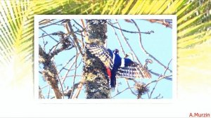 Amure - Фантазия №8 (Sea Breeze)