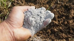 Осторожно, зола! Этим растениям она только навредит