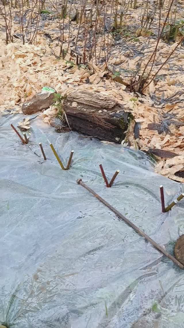 так сажать черенки ивы намного легче! #ива #посадка #лозоплетение