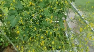 67-Дача..Арбузик завязался..11.07.22.