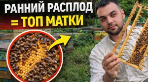 РАННИЙ РАСПЛОД = ХОРОШИЕ МАТКИ