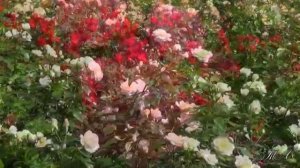 Музыка цветов