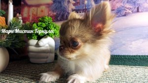 Мари Мистик Геркулес супер  МИНИ +79215950848 #купить_щенка_чихуахуа_продаю