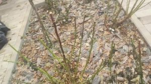 #1_26 дела дворовые. Открыли чеснок, пересадили томат в большие вёдра