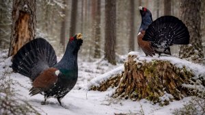 Тайная жизнь лесных обитателей: интересные факты о совах, глухарях и синицах, которые вы не знали