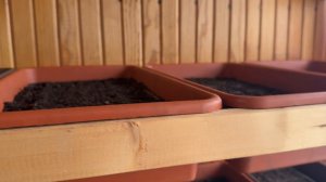 Посев семян Табака +Пикировка