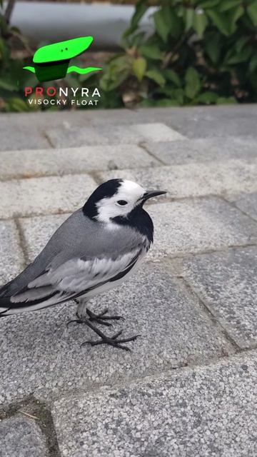 Осознанные сновидения. курсы Высоцкого Станислава #яснотворящий