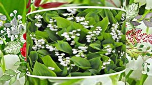 С Днём Рождения 3! Ландышевая Сказка от Киностудии Мудрого Кота Тимофея!!!