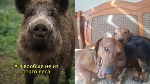 Собрание у древнего дуба медведь созывает зверей #сфинксы #юмор #веселыекоты #сфинксы #нейросеть