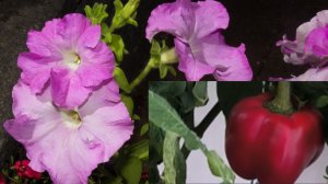 Наконец то приняла решение по перцу. Черенки питунии однозначно хотят новое жилье.