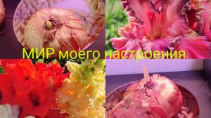 21.03.26 Проверим луковицы Гладиолусов.Купила два новых сорта Гладиолуса.