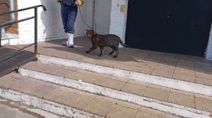 Щенок впервые над пустотой. ЗОРГ.