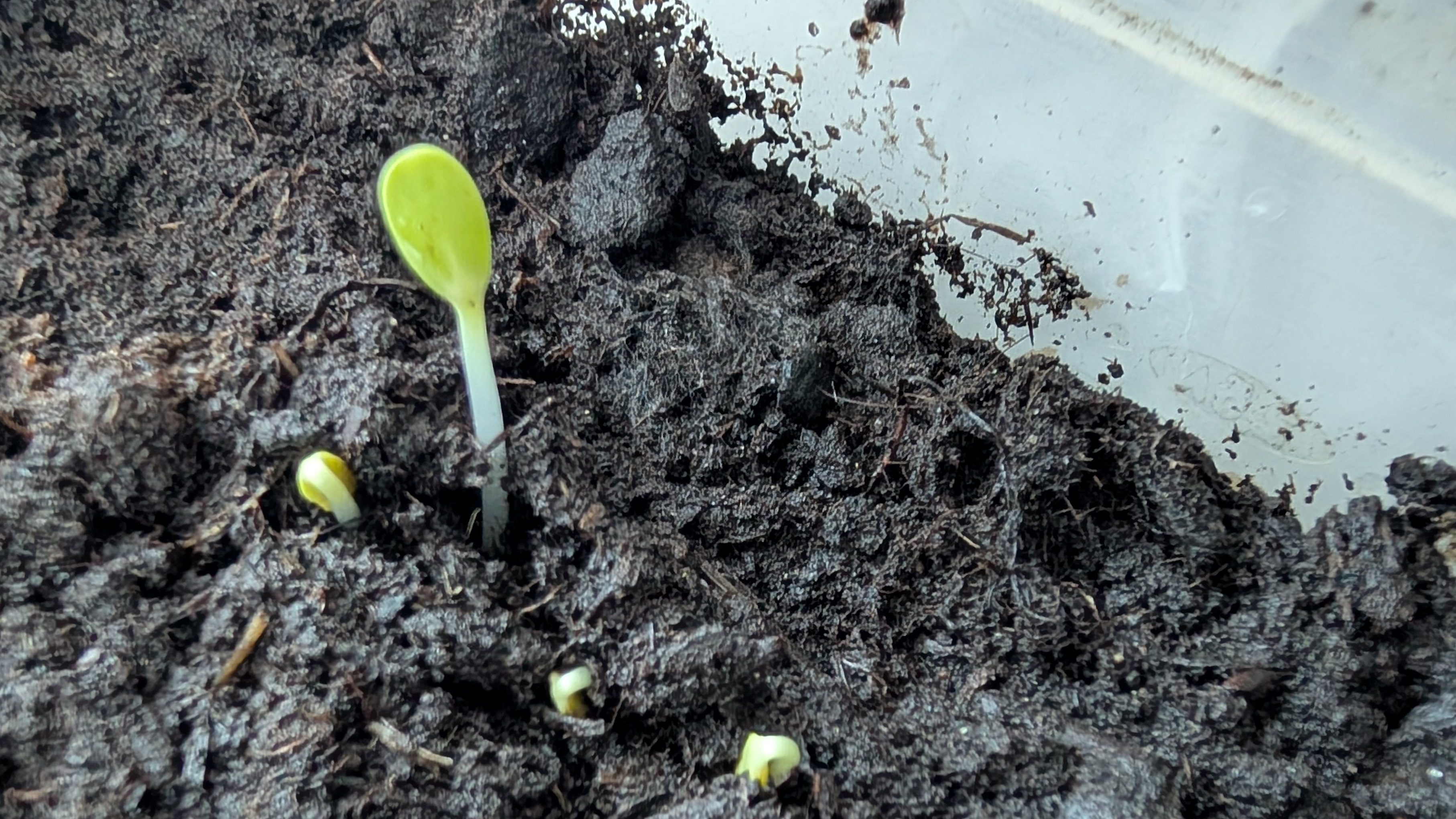 Даже я не ожидала, что произойдет со всходами.Весна поздняя,придется приспосабливаться.