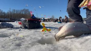 Форель на поставушку.