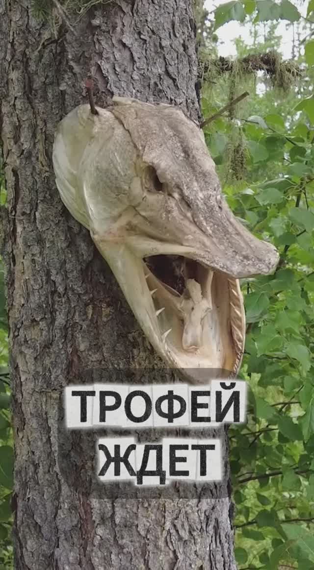 Трофей ждет