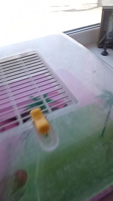 играю с Костиком