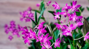 Дендр Берри Ода, продолжение истории. Деление большого куста и другие хлопоты. -