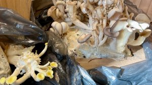 Тест разных фирм по выращиванию грибов,вешенки,ежовик гребенчатый🍄🟫