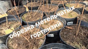 Обрезка метельчатых гортензий весной