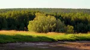 Пение соловья на закате.