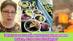 Занялась рассадой, варю холодец, где меня искать, если всё заблокируют