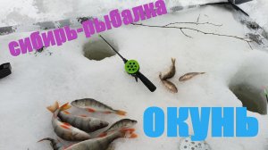 Рыбалка на реке Тара. Крупный окунь