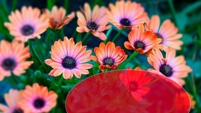 Футаж. Фон для надписи 135