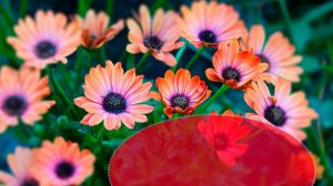 Футаж. Фон для надписи 135