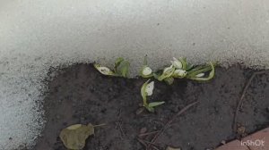 20.03.26. Первые подснежники.