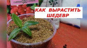 Посев и пикировка катарантуса: пошаго от А до Я.