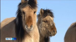 20:50 ВЕСТИ САХА 21/03/26 НА РУССКОМ ЯЗЫКЕ