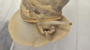 Улитка с плохим настроением